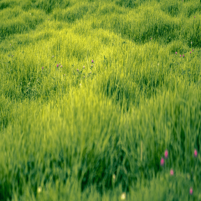 ワーママの「隣の芝生は青く見える」を考える｜もり なつ