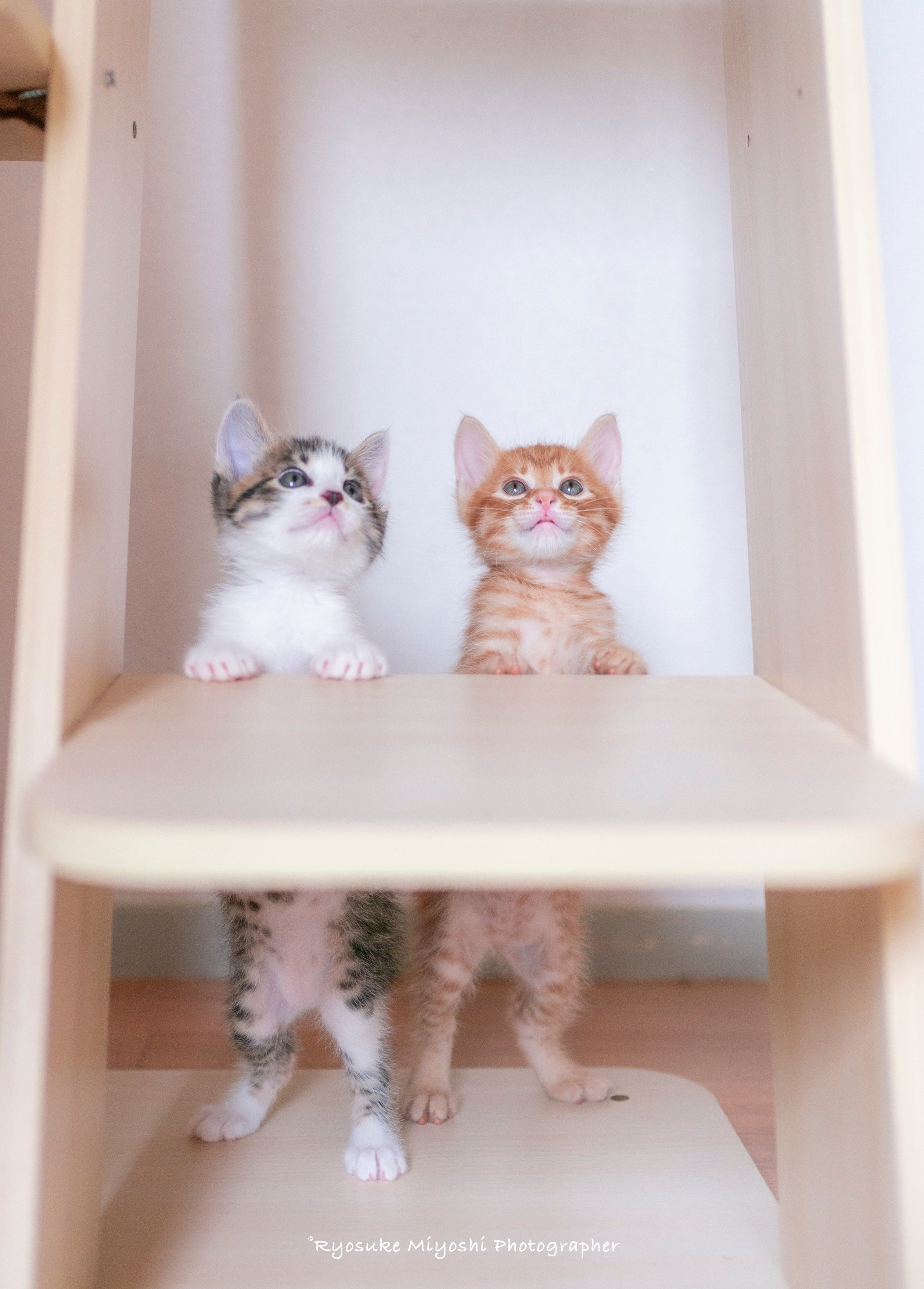 ミルクボランティア“ってなに？ 保護猫写真家・三吉良典さんの活動とは