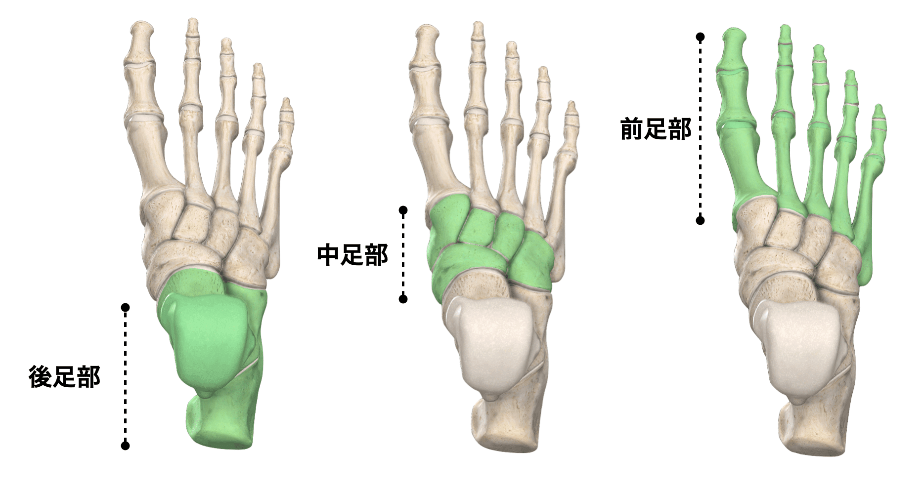 足関節の理学療法まとめ 足部の機能解剖学とアーチ構造 理学療法士による臨床のためのブログ 足関節の理学療法まとめ 足部の機能解剖学とアーチ構造 理学療法士による臨床のためのブログ