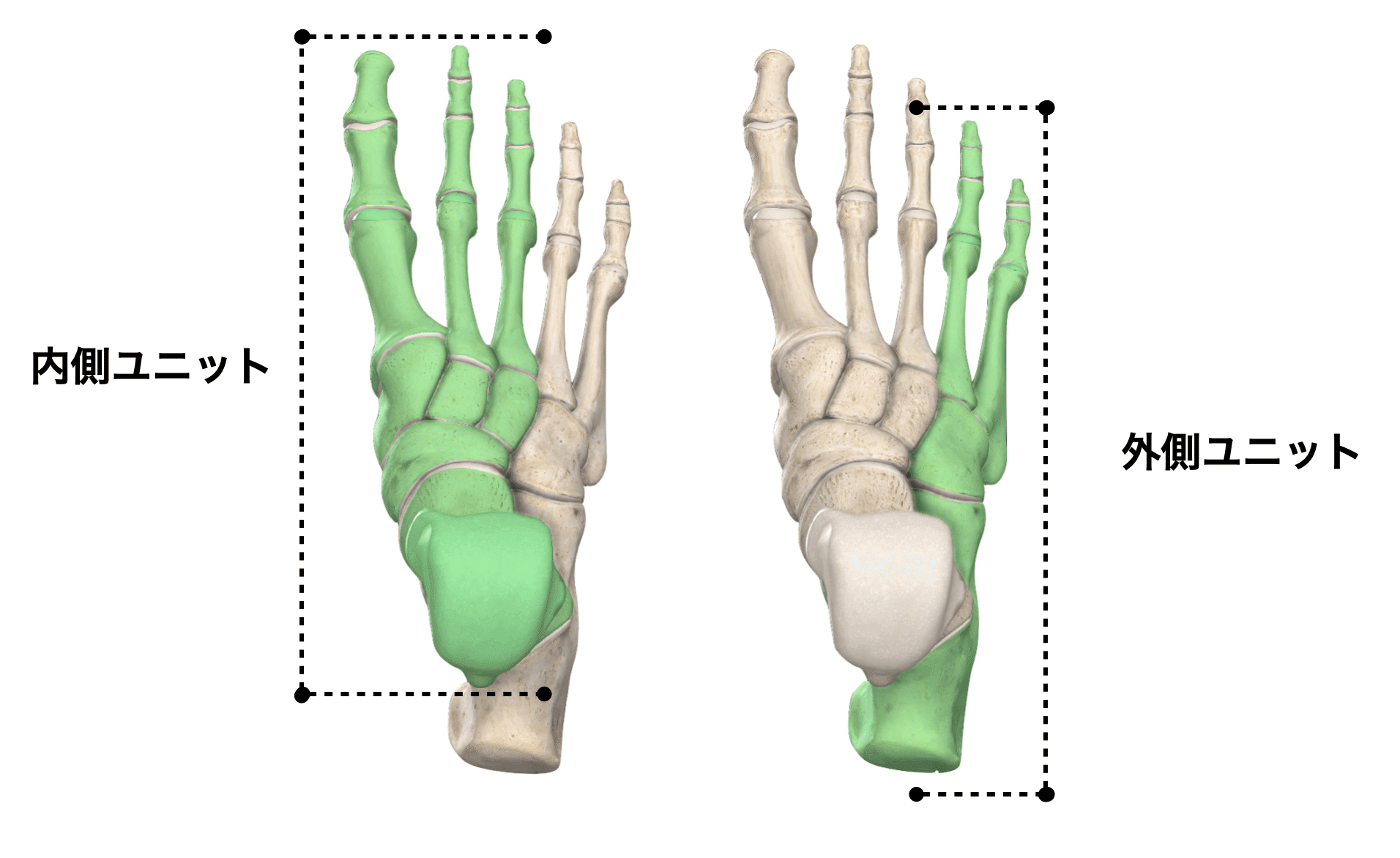 足関節の理学療法まとめ 足部の機能解剖学とアーチ構造 理学療法士による臨床のためのブログ 足関節の理学療法まとめ 足部の機能解剖学とアーチ構造 理学療法士による臨床のためのブログ