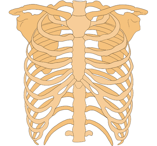 胸郭の運動療法 リブフレア 胸椎の可動域を改善する際の運動療法の考え方 薬師寺偲 理学療法士 ピラティス Note