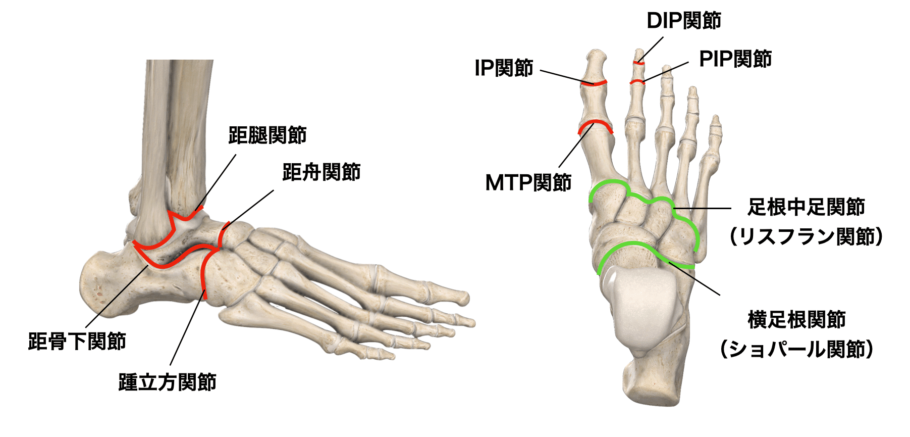 足関節の理学療法まとめ 足部の機能解剖学とアーチ構造 理学療法士による臨床のためのブログ 足関節の理学療法まとめ 足部の機能解剖学とアーチ構造 理学療法士による臨床のためのブログ