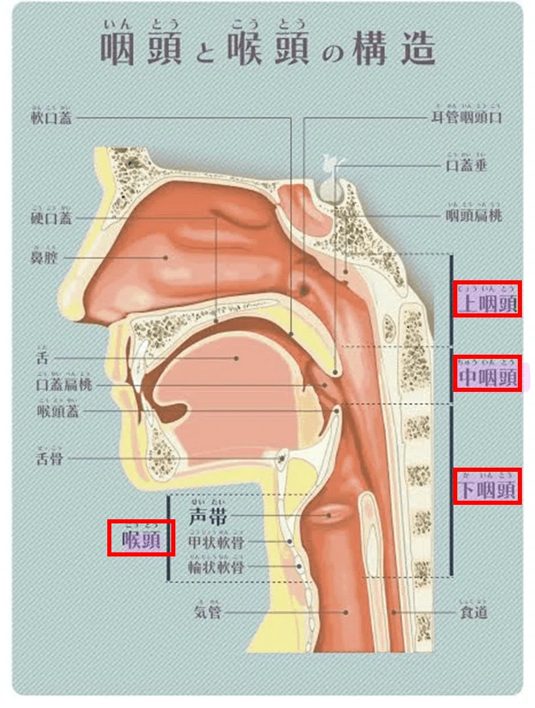 ほんとうは怖い耳鼻咽喉科の病気ーノド編ー｜ムラシマ耳鼻咽喉科