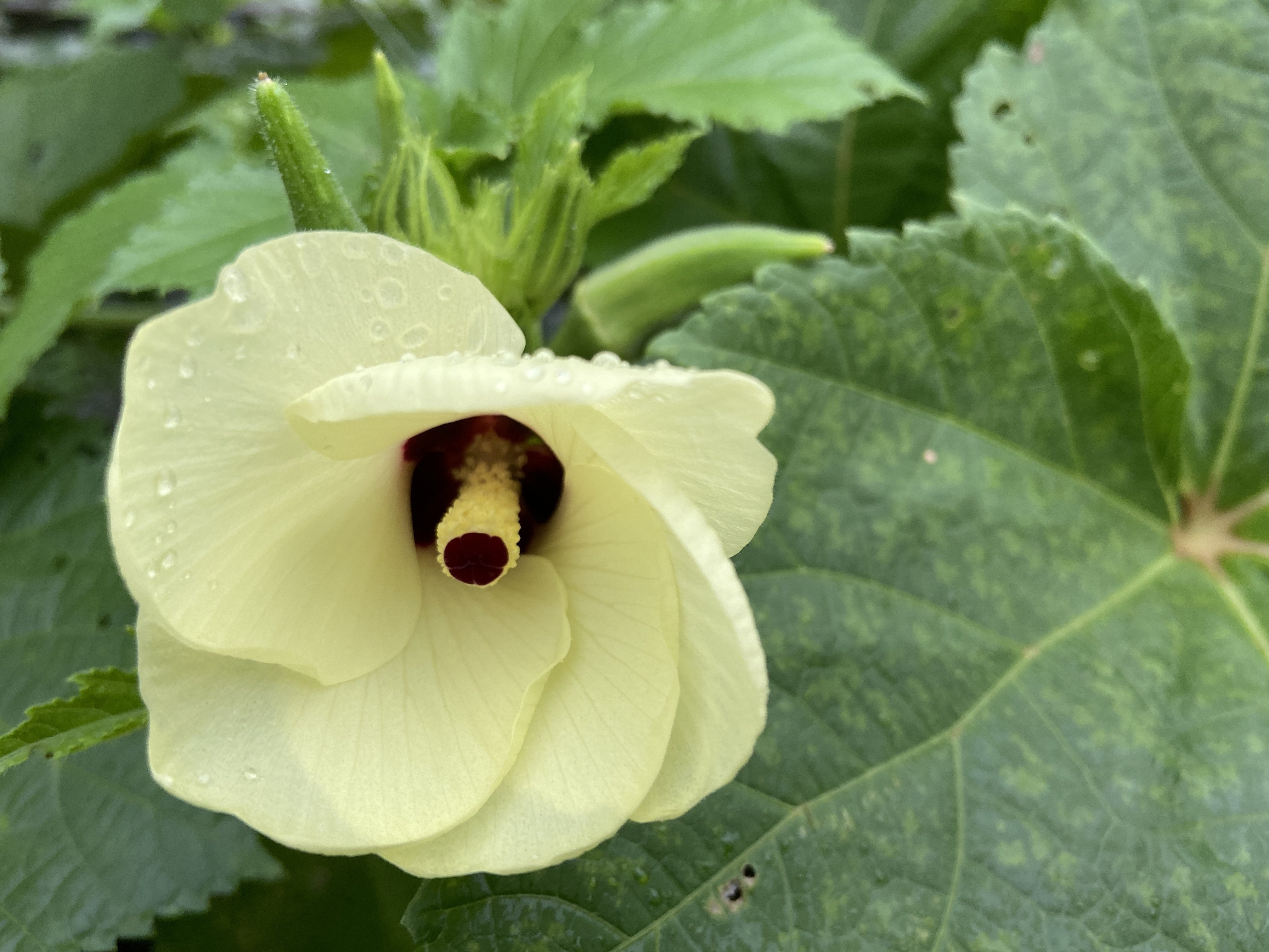 オクラの花と落ちたところ 風杜歌男 Note