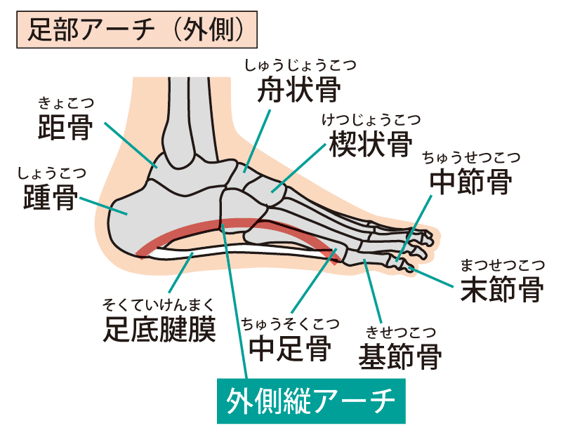 足部・足関節の評価と治療 | www.csi.matera.it
