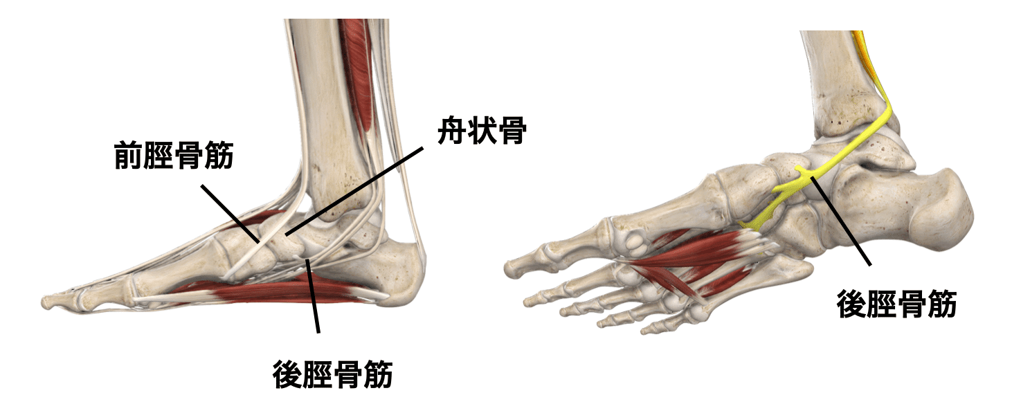 足関節の理学療法まとめ 足部の機能解剖学とアーチ構造 理学療法士による臨床のためのブログ 足関節の理学療法まとめ 足部の機能解剖学とアーチ構造 理学療法士による臨床のためのブログ