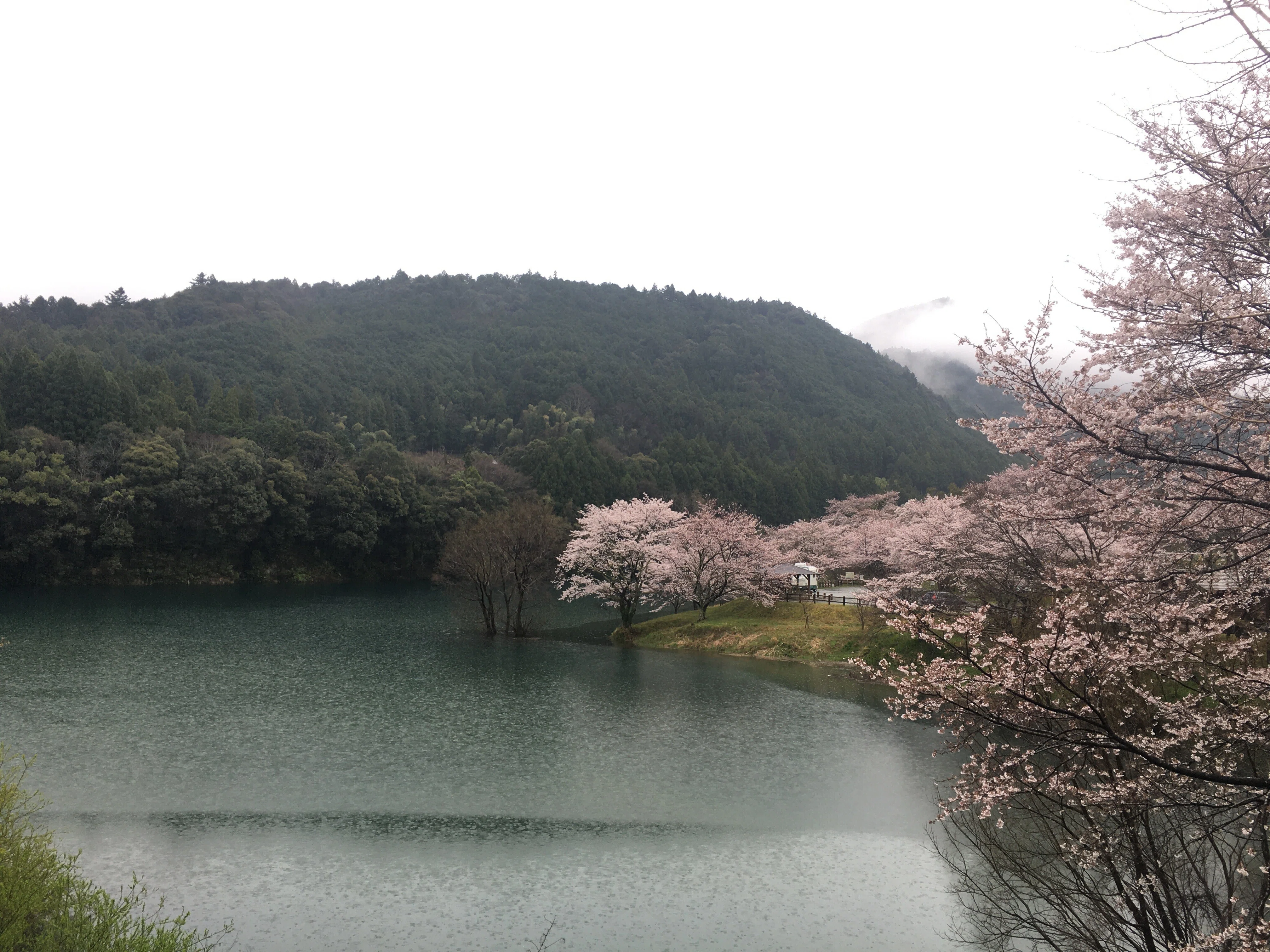 里桜 桜旅行その36 さくらの里公園 三重県多気郡大台町｜ジョウケン