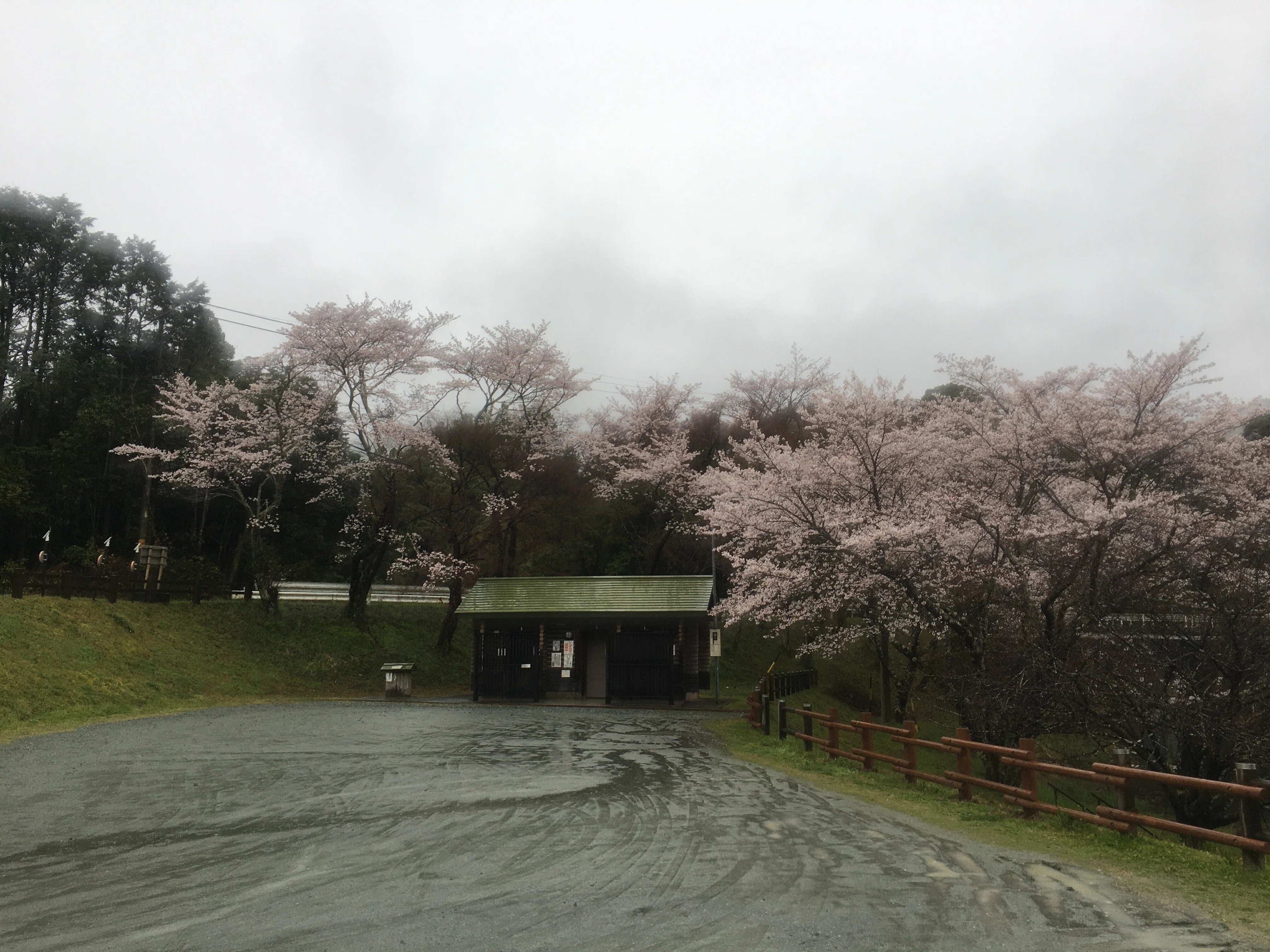 桜旅行その36 さくらの里公園 三重県多気郡大台町｜ジョウケン