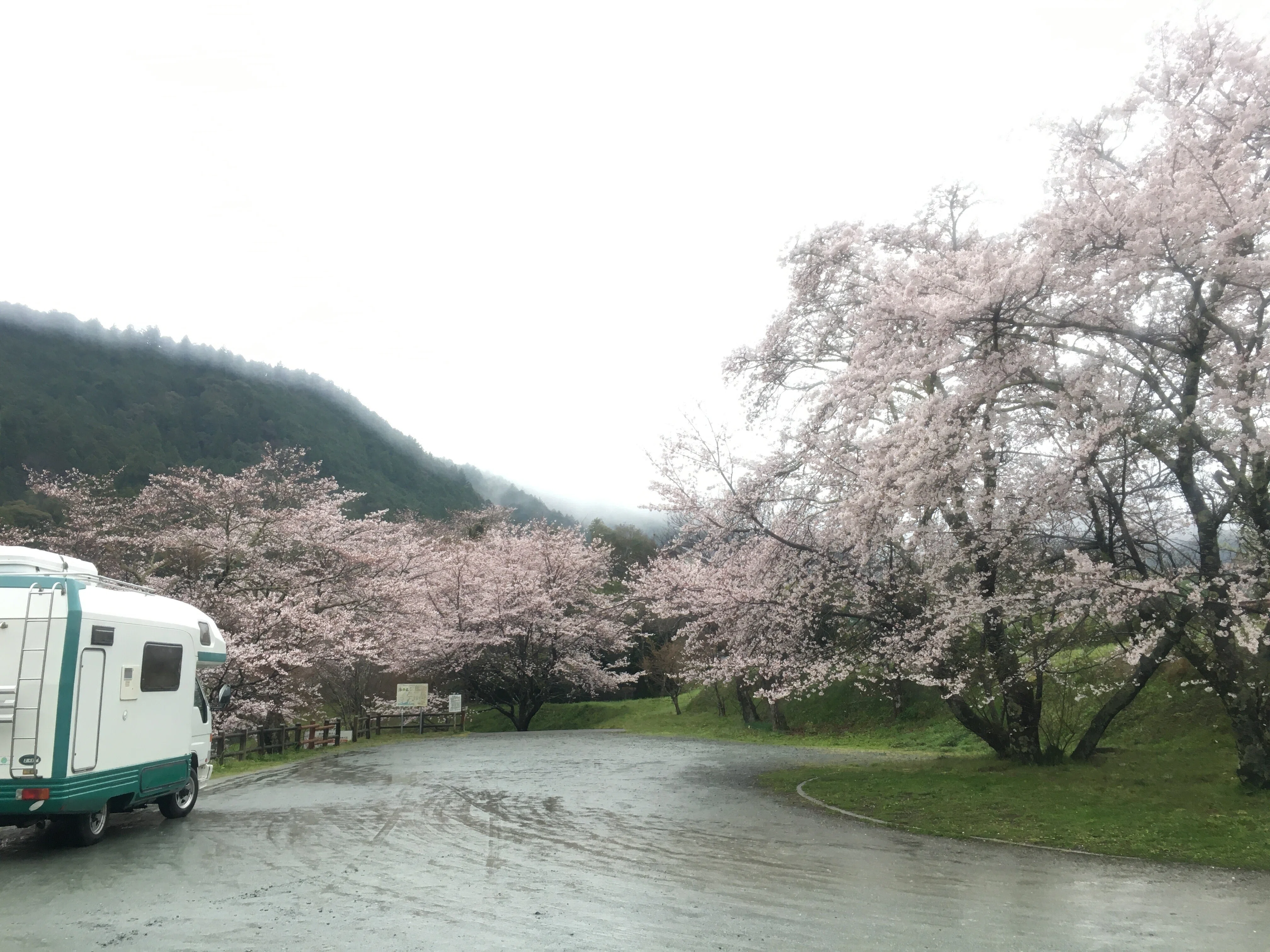 桜旅行その36 さくらの里公園 三重県多気郡大台町｜ジョウケン