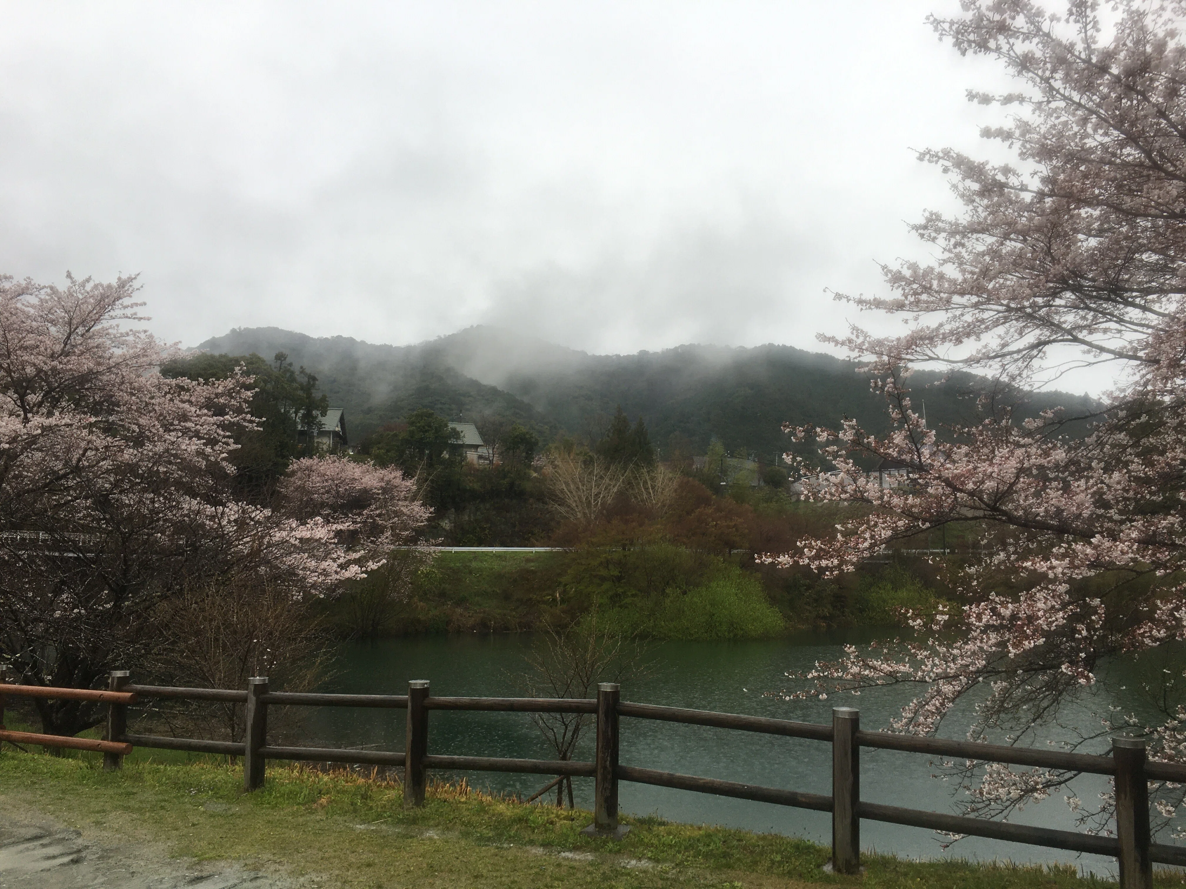 桜旅行その36 さくらの里公園 三重県多気郡大台町｜ジョウケン