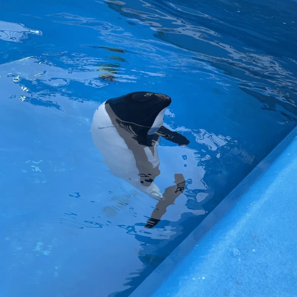 イロワケイルカのライト 仙台うみの杜水族館