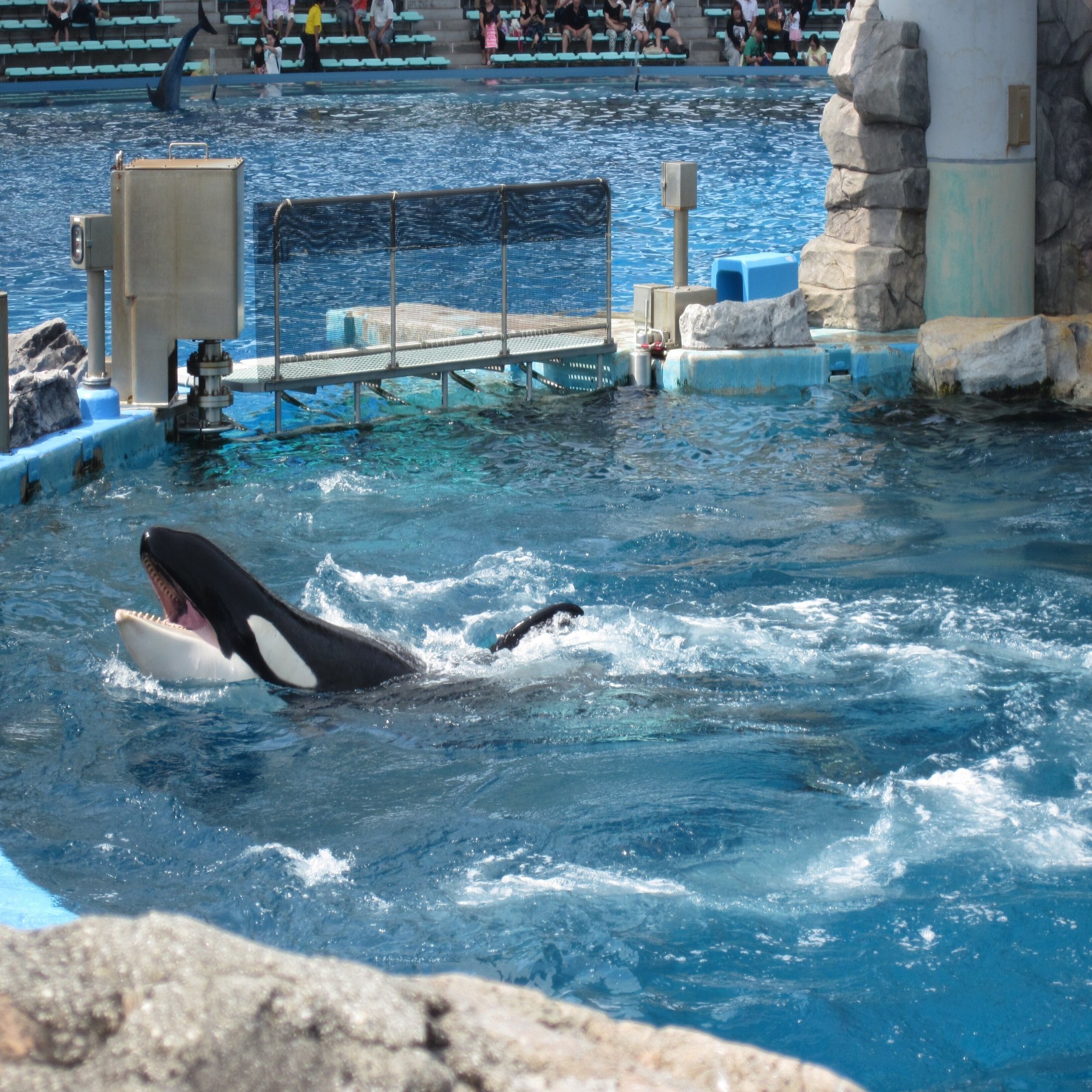 8月22日は金シャチの日 シャチも氷を食べる こともある 小野田の超純氷 公式 Note