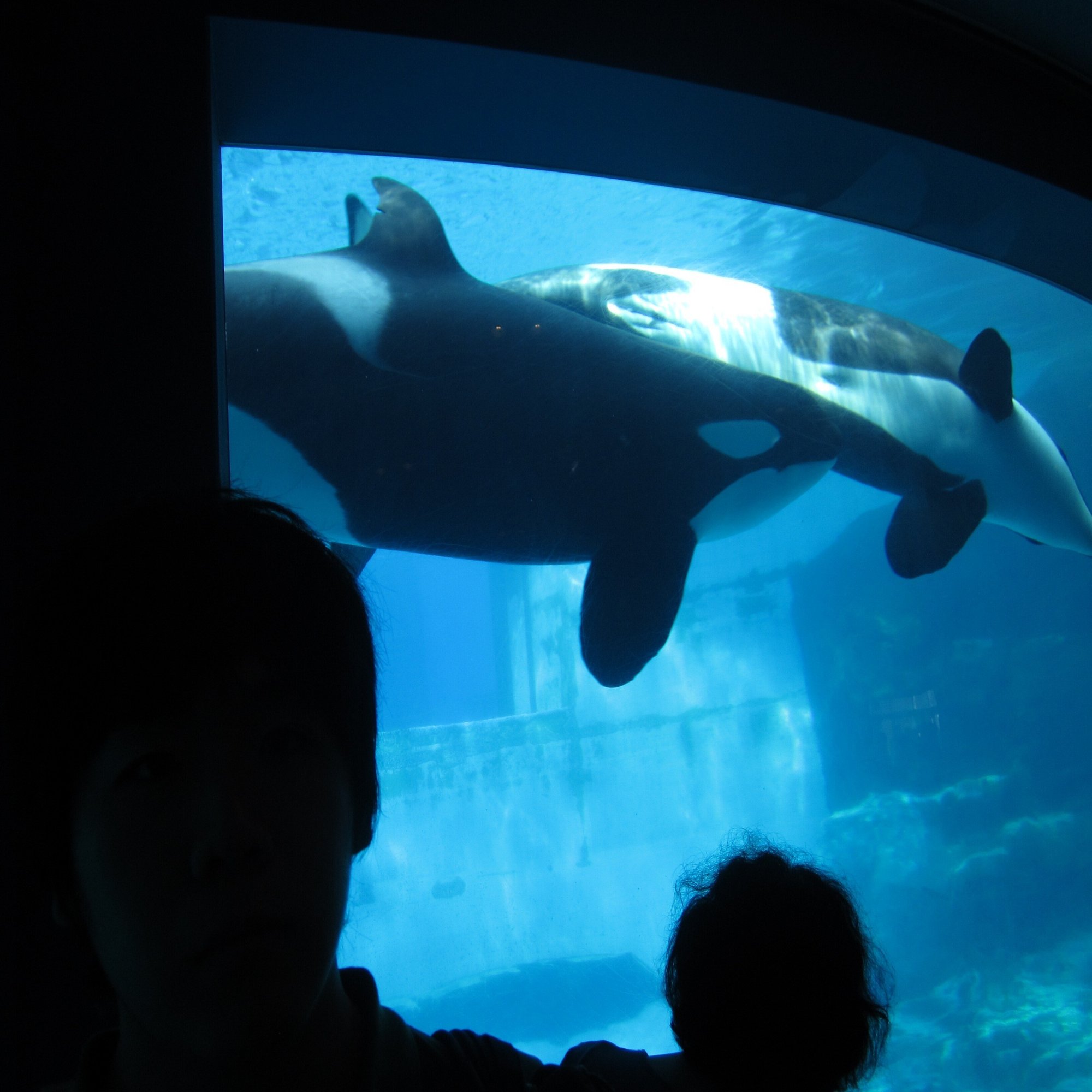 8月22日は金シャチの日 シャチも氷を食べる こともある 小野田の超純氷 公式 Note