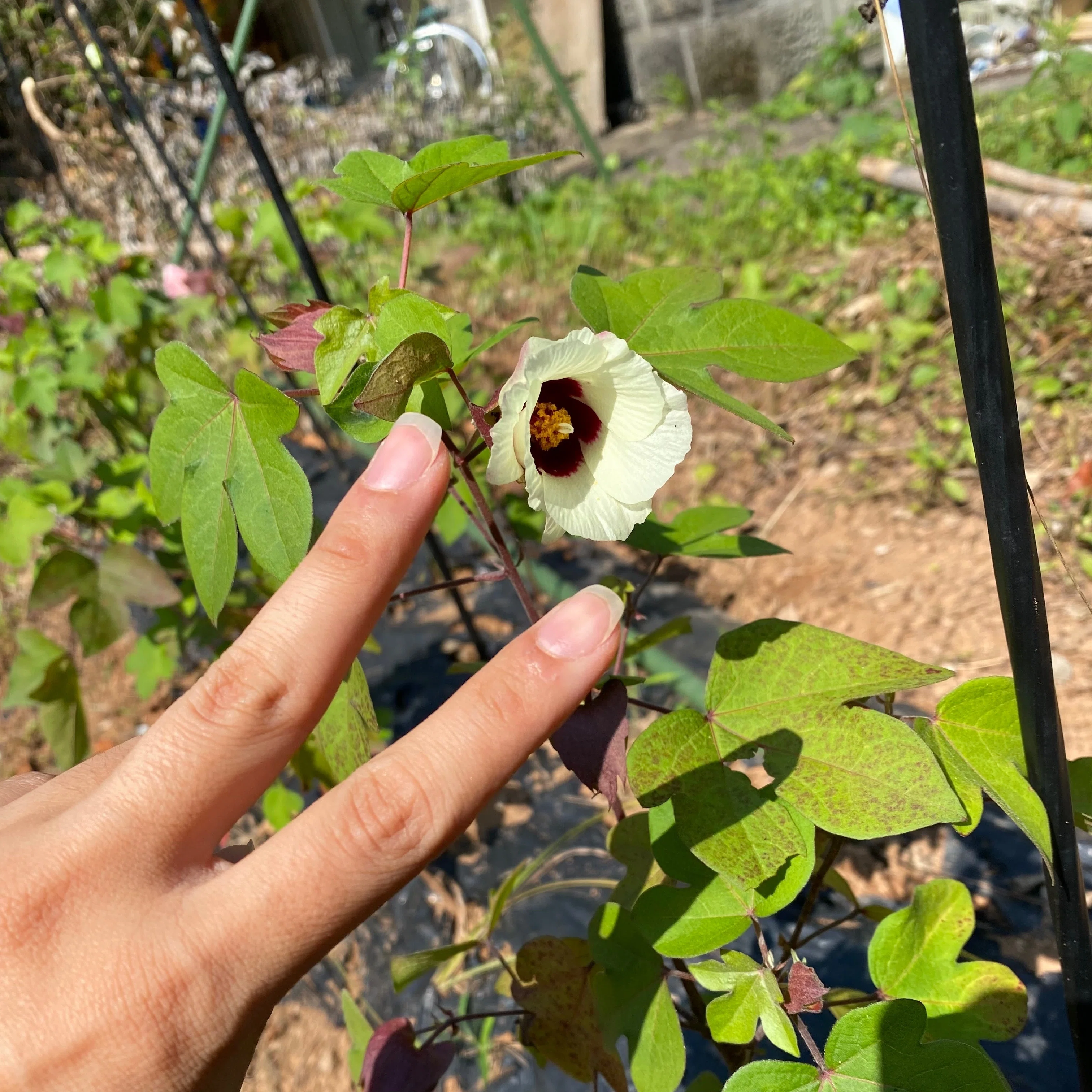 A　綿花 綿柎開｜二十四節気と七十二候｜暦生活 | 日本の季節を楽しむ暮らし