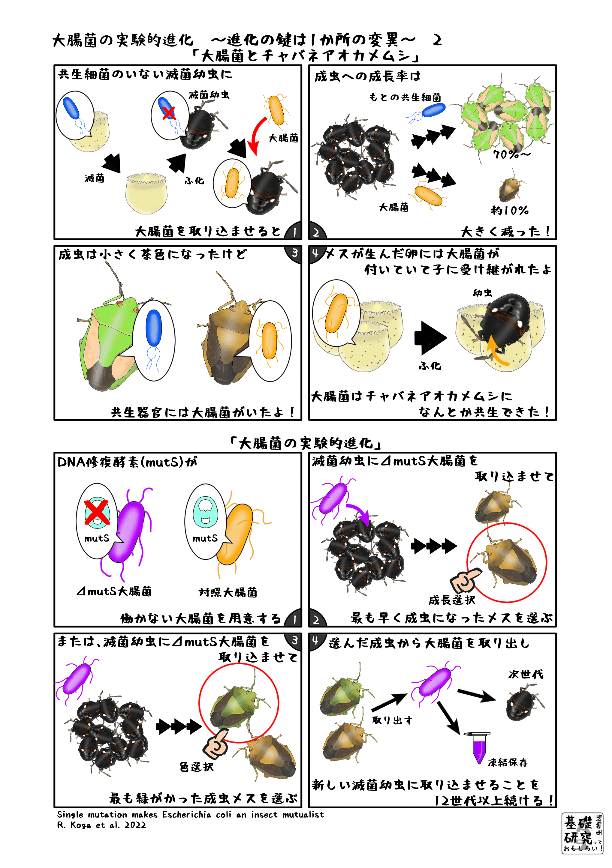 大腸菌の実験的進化 ～進化の鍵は1か所の変異～ 2｜かわいせーざん