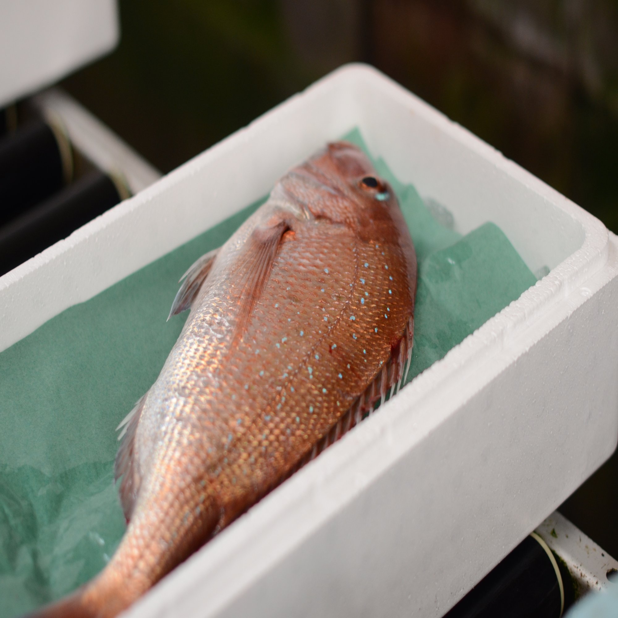 魚の県 茨城の漁港とおすすめしたい４人の個性的な魚屋さん 茨城県公式 シェフと茨城