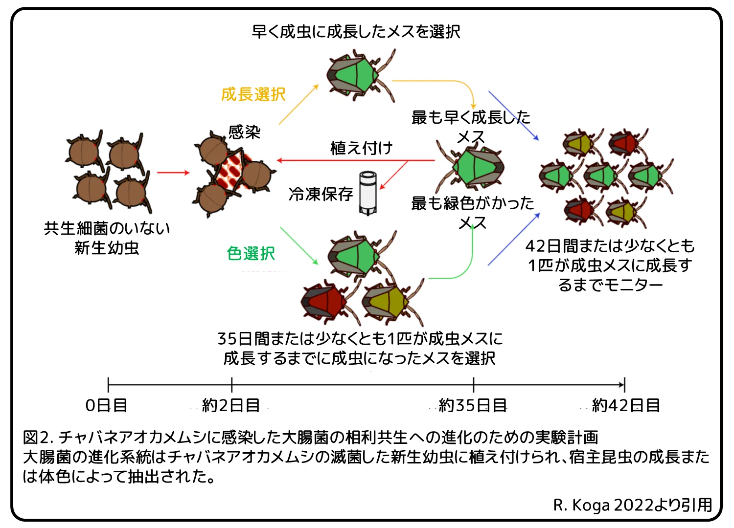 大腸菌の実験的進化 ～進化の鍵は1か所の変異～ 論文紹介｜かわいせー
