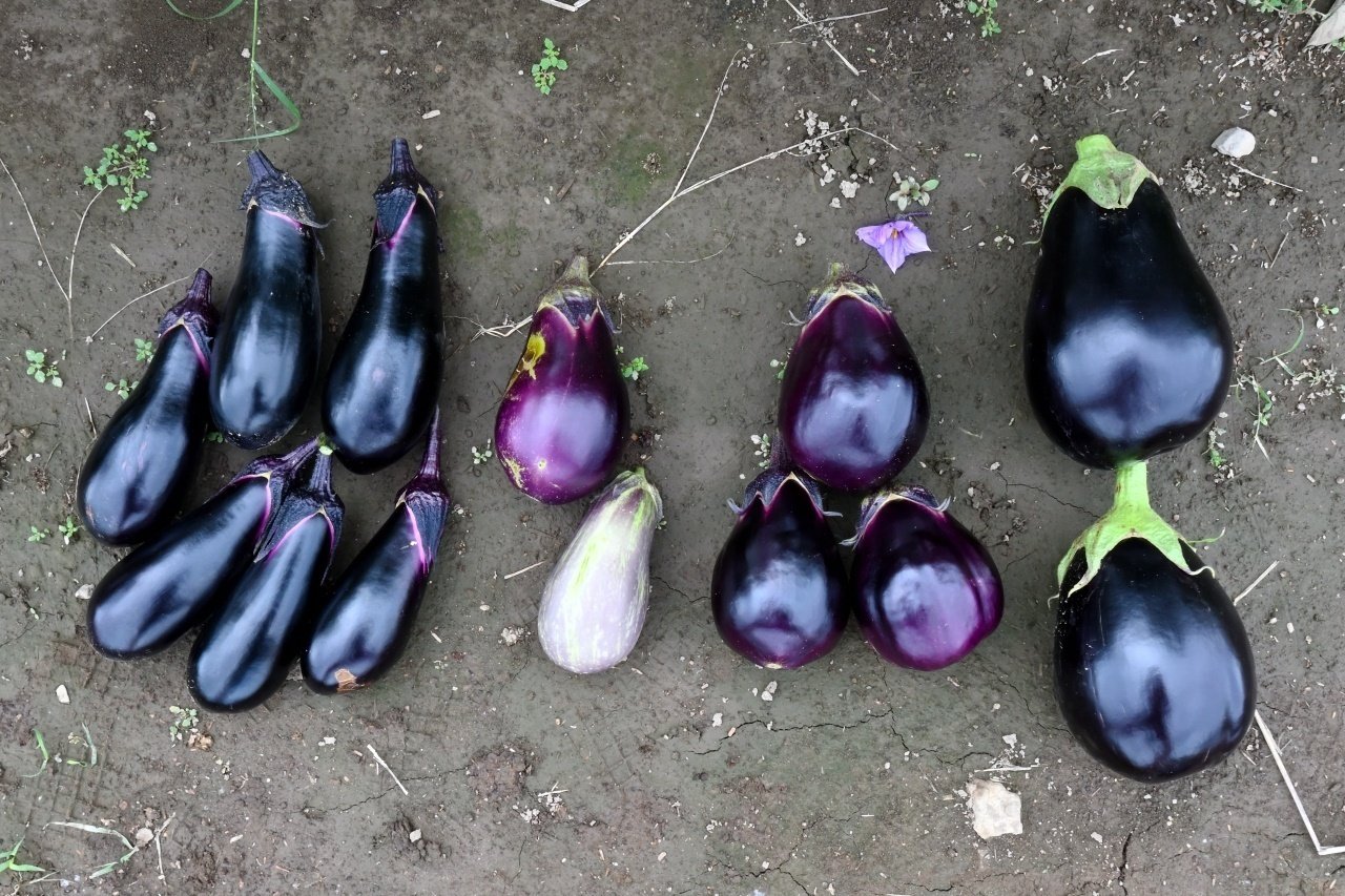 なす②】放任栽培( •∀• )｜みたまさおみ