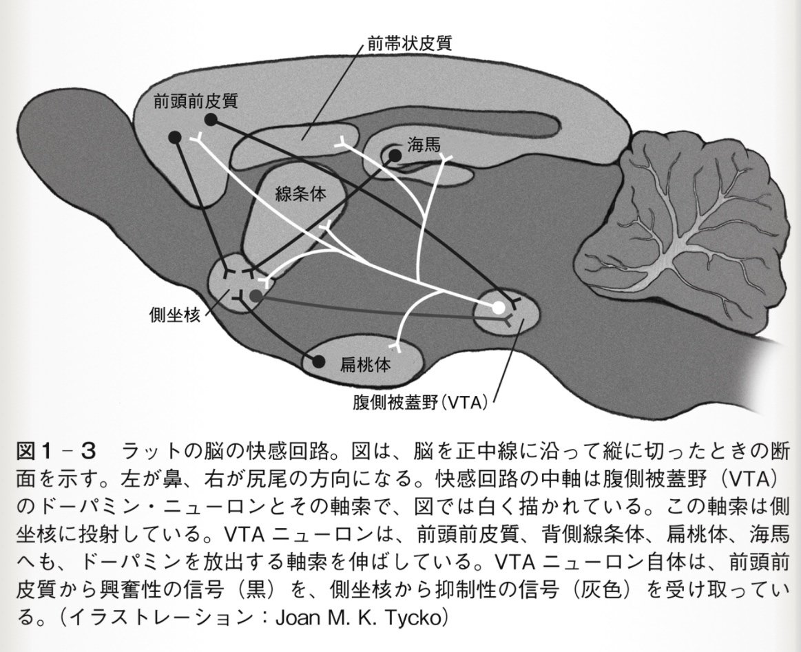 快とは？「快感回路」デイヴィッド・J・リンデン著 書評 その1