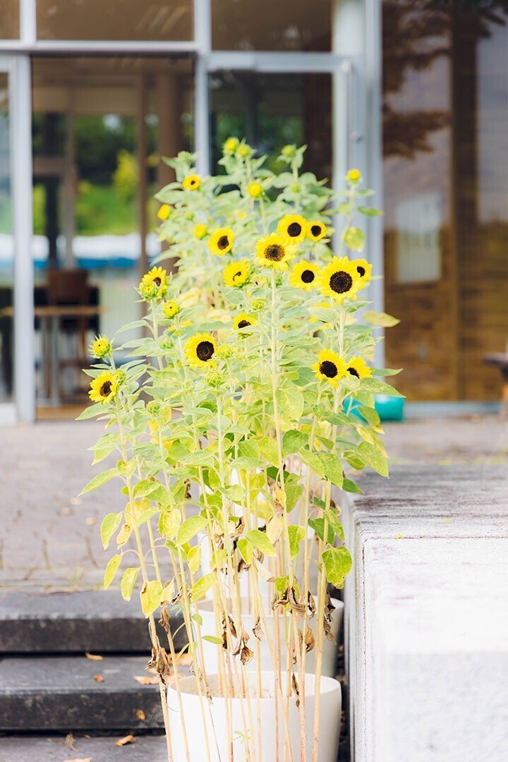 奈良の人気のひまわりスポット馬見丘陵公園のひまわりを見に行きました