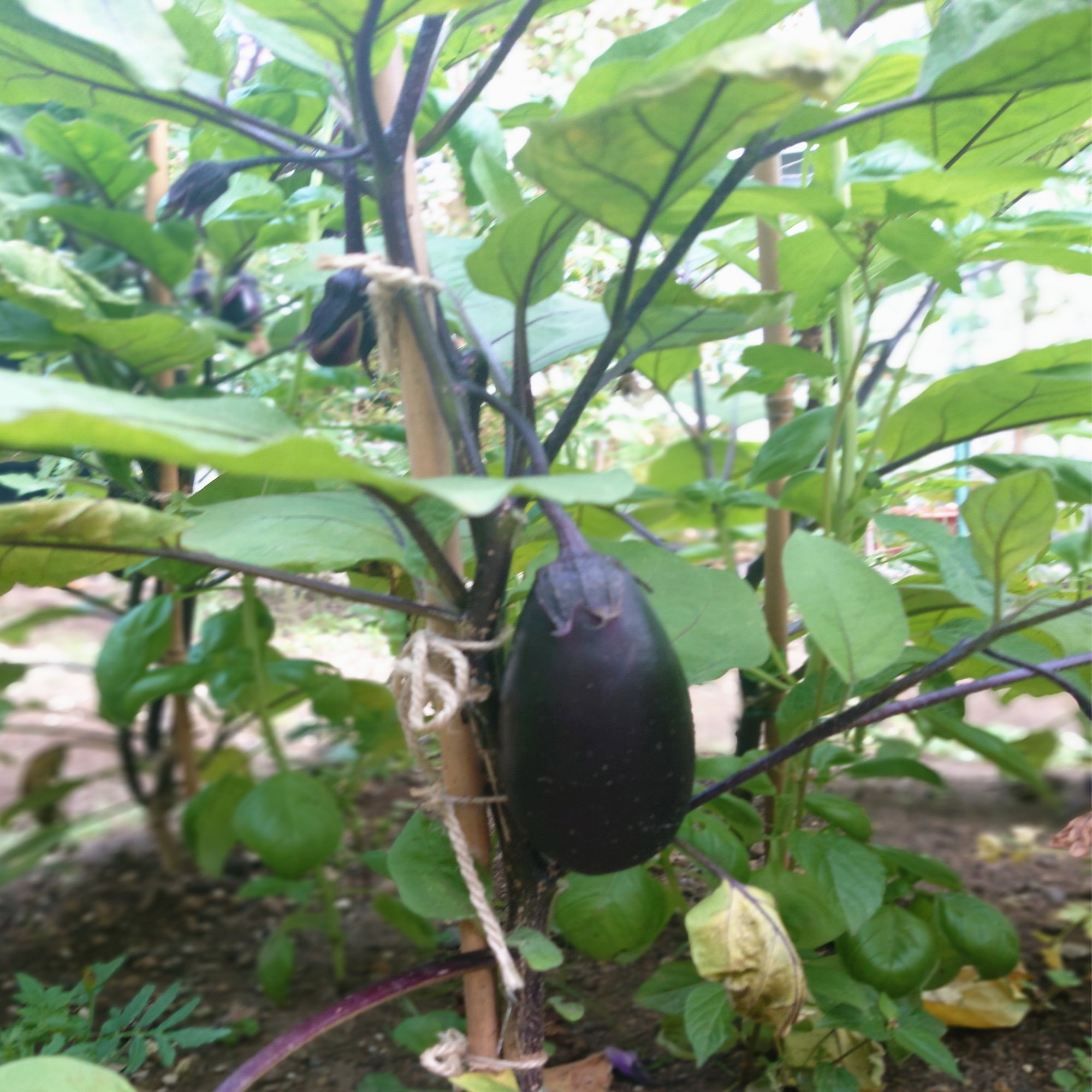 焦らずあわてずゆっくりと なすの初収穫 つぐみ Note