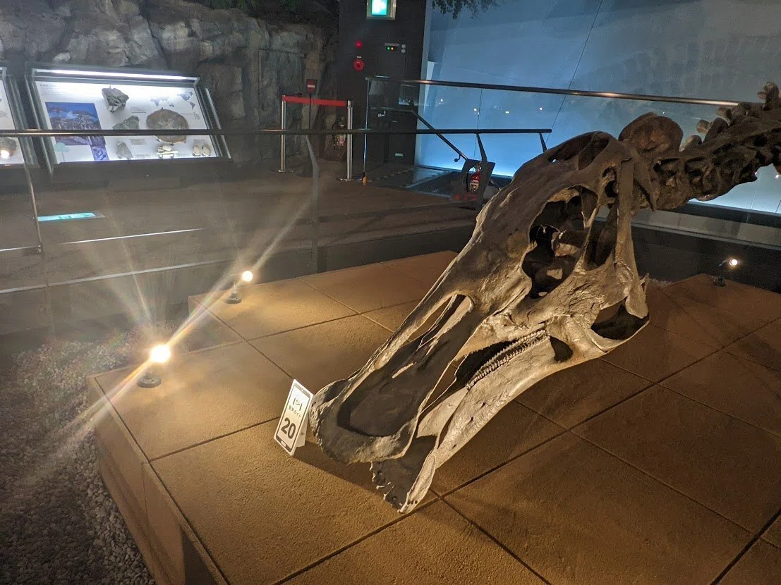 写真 メイン展示の鳥脚類 福井県立恐竜博物｜びぶ