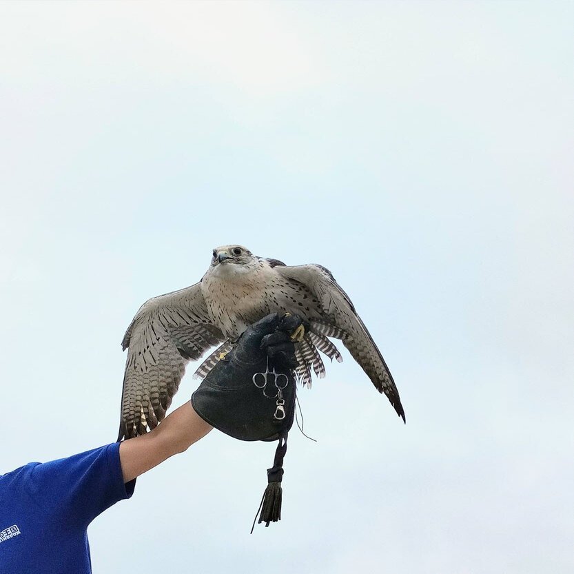 那須どうぶつ王国人気パフォーマンス ブロード のメンバー紹介 那須どうぶつ王国 日々 どうぶつ日誌