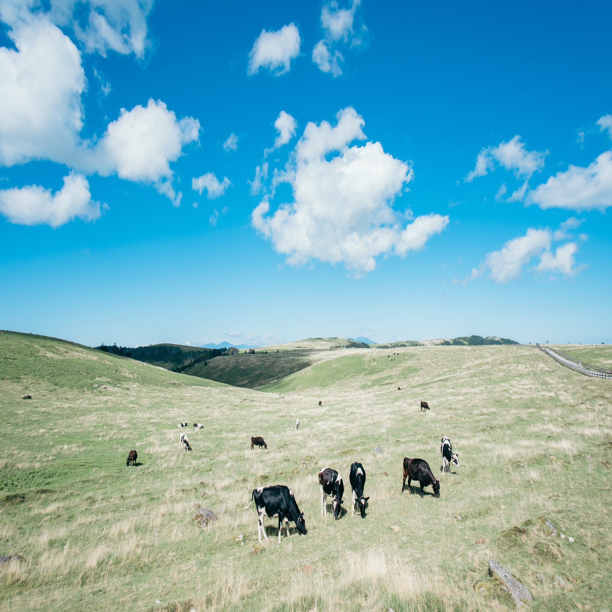 牛さんの写真を載せるだけのnote ゆせ おかゆーせい Note