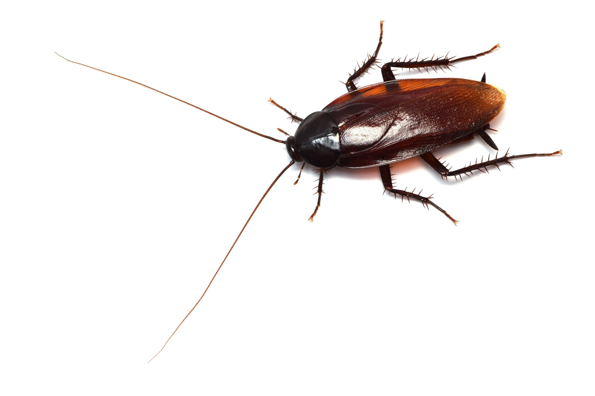 ゴキブリはすべて黒くて速いのか 日本の変わったゴキブリたち ブンイチ 文一総合出版 Note ゴキブリはすべて黒くて速いのか 日本の変わったゴキブリたち ブンイチ 文一総合出版 Note