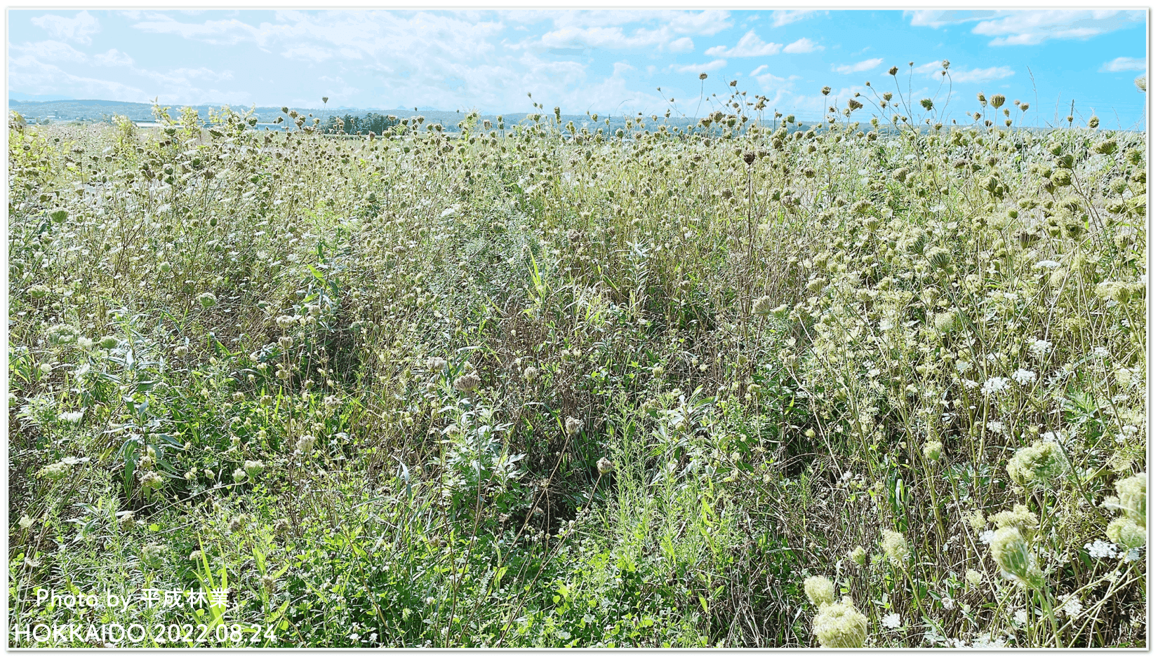 蒸留日記vol 51 ノラニンジンの種子房を蒸留してみる エフゲニーマエダ 平成林業 Note 蒸留日記vol 51 ノラニンジンの種子房を蒸留してみる エフゲニーマエダ 平成林業 Note