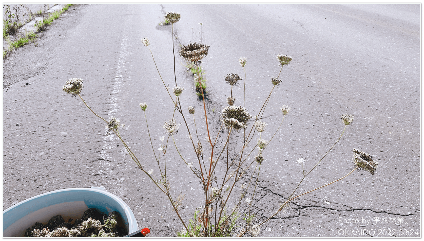 蒸留日記vol 51 ノラニンジンの種子房を蒸留してみる エフゲニーマエダ 平成林業 Note 蒸留日記vol 51 ノラニンジンの種子房を蒸留してみる エフゲニーマエダ 平成林業 Note