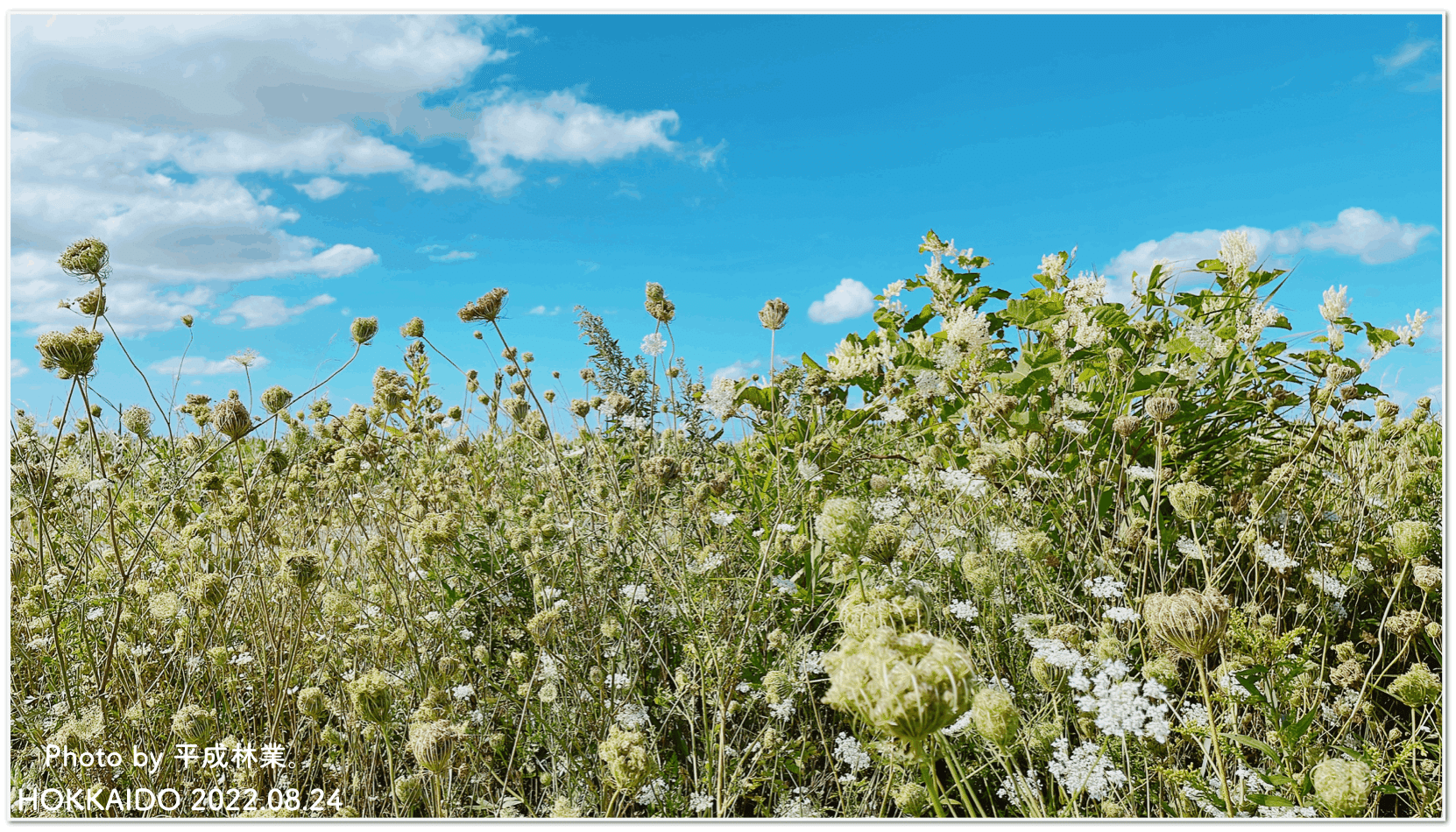 蒸留日記vol 51 ノラニンジンの種子房を蒸留してみる エフゲニーマエダ 平成林業 Note 蒸留日記vol 51 ノラニンジンの種子房を蒸留してみる エフゲニーマエダ 平成林業 Note