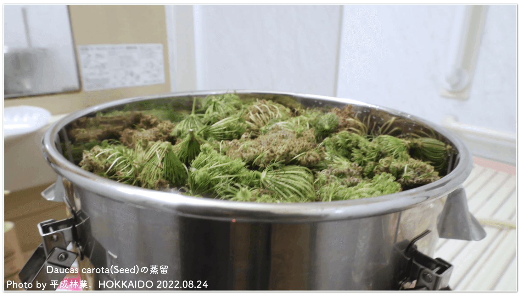 蒸留日記vol 51 ノラニンジンの種子房を蒸留してみる エフゲニーマエダ 平成林業 Note 蒸留日記vol 51 ノラニンジンの種子房を蒸留してみる エフゲニーマエダ 平成林業 Note