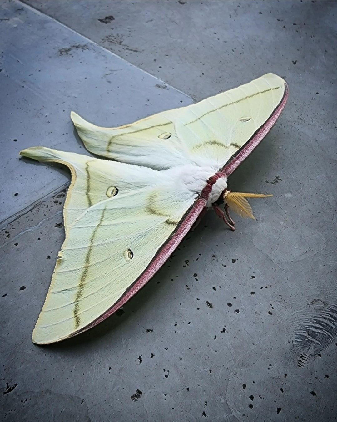 食卓 森田miw Note 食卓 森田miw Note