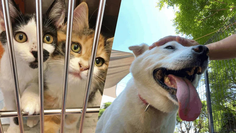 日本初、保護犬猫ボランティアの専門求人情報サイトをリリース！保護活動家の裾野を広げ全国の殺処分ゼロを目指します｜犬猫生活株式会社（旧オネストフード）