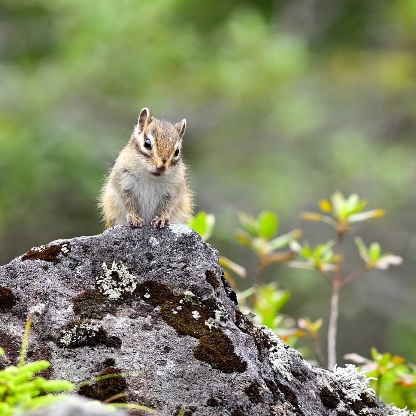 あなたに会えてよかった 可愛くて愉快なエゾシマリス 愛しい北海道animals ほんのひととき Note