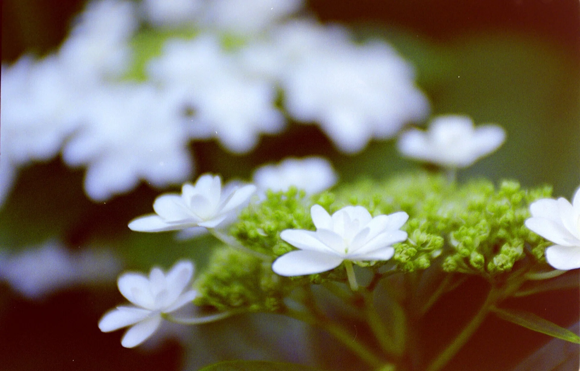 smc PENTAX-FA 28-105mmF4-5.6とKodak Colorplus 200の30枚｜夢望庵