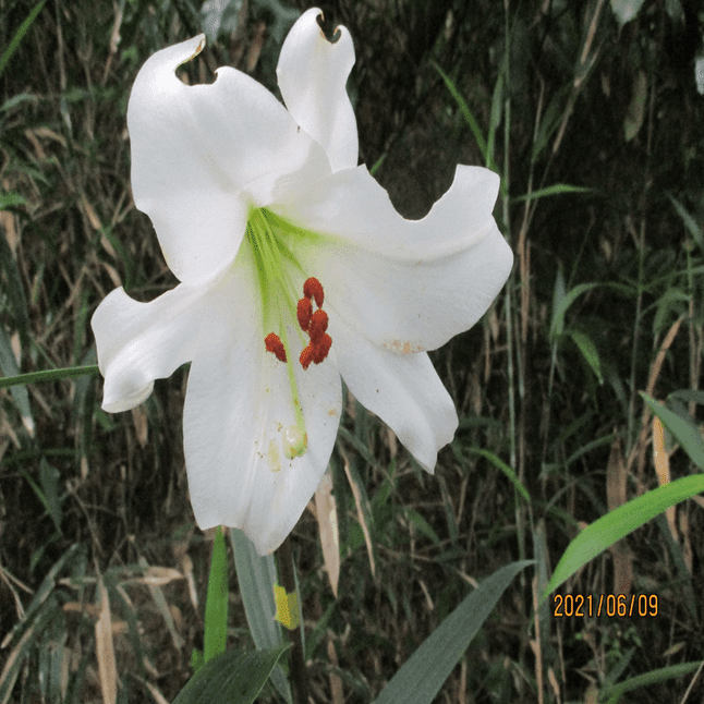 東近江トレイル・百合三種（ササユリ・ウバユリ・タカサゴユリ