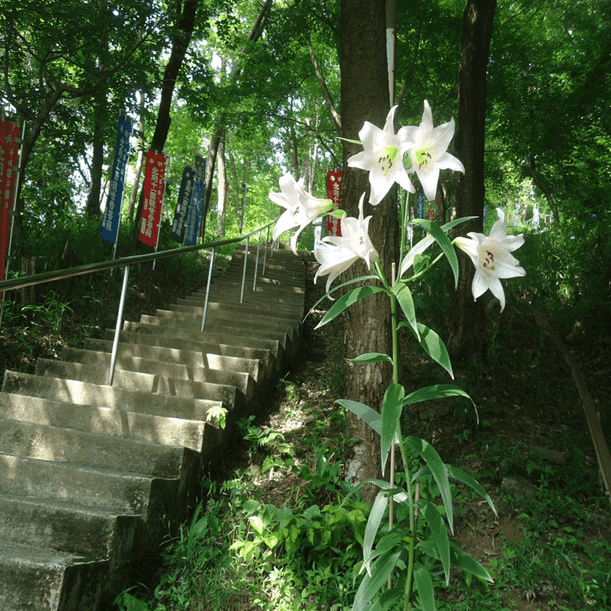 東近江トレイル・百合三種（ササユリ・ウバユリ・タカサゴユリ
