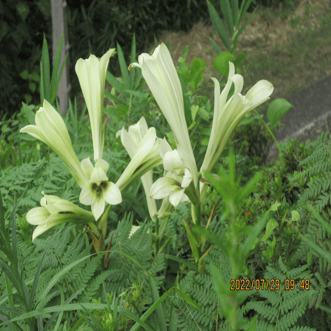 東近江トレイル・百合三種（ササユリ・ウバユリ・タカサゴユリ