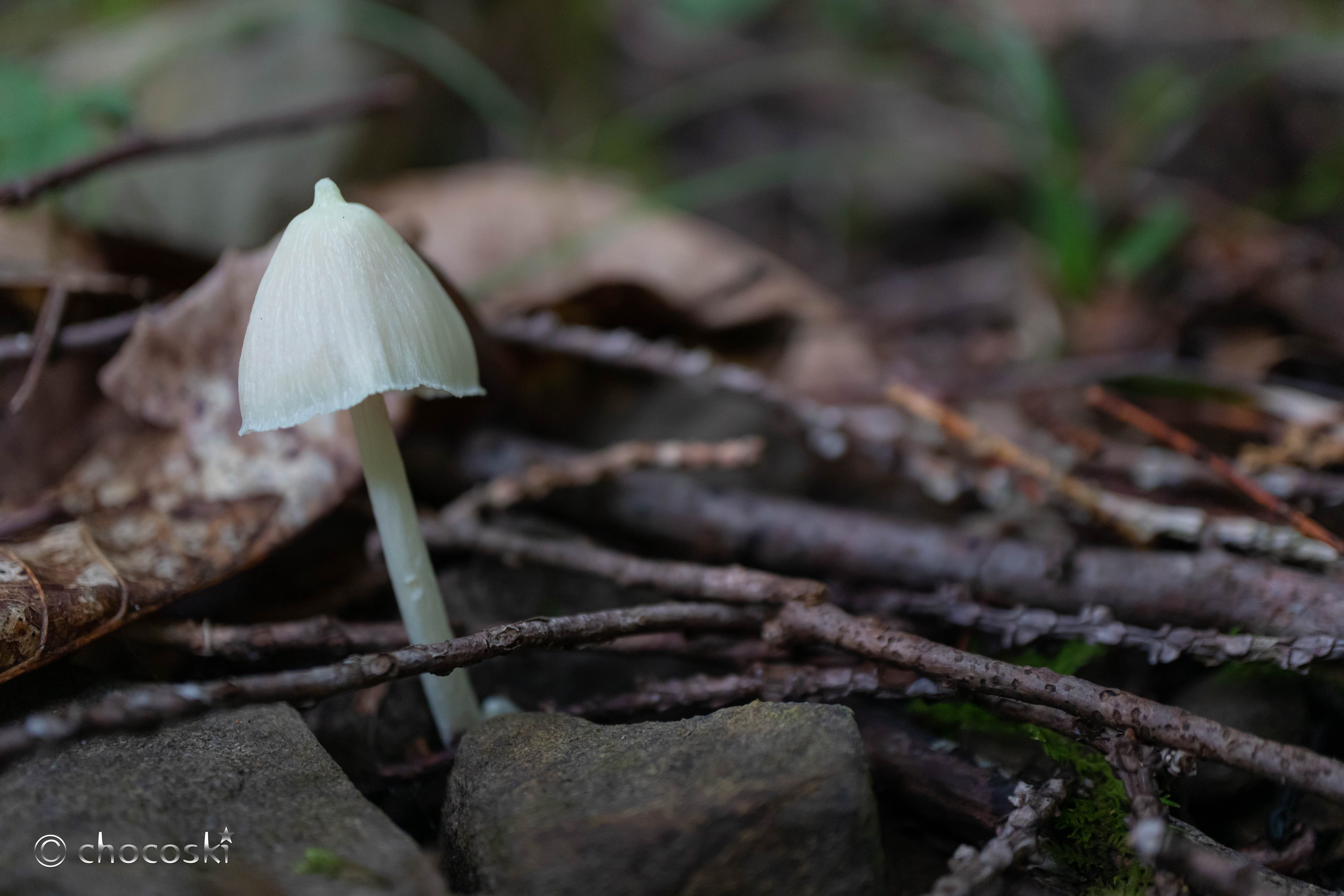きのこ散歩＊2022/8/23奥多摩の森で癒される・その2｜ちょこすき～☆きのこ