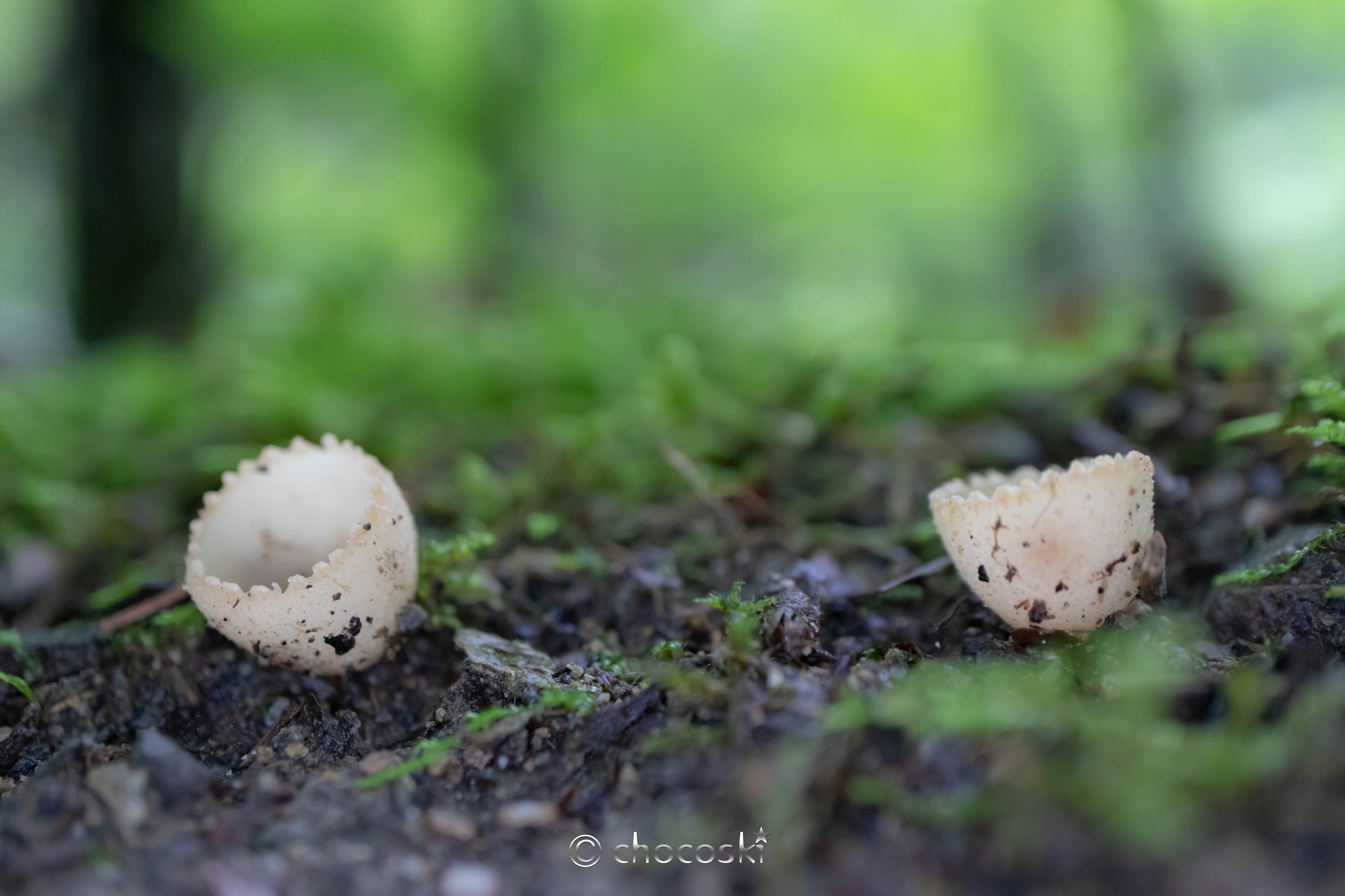 きのこ散歩＊2022/8/23奥多摩の森で癒される・その3｜ちょこすき～☆きのこ