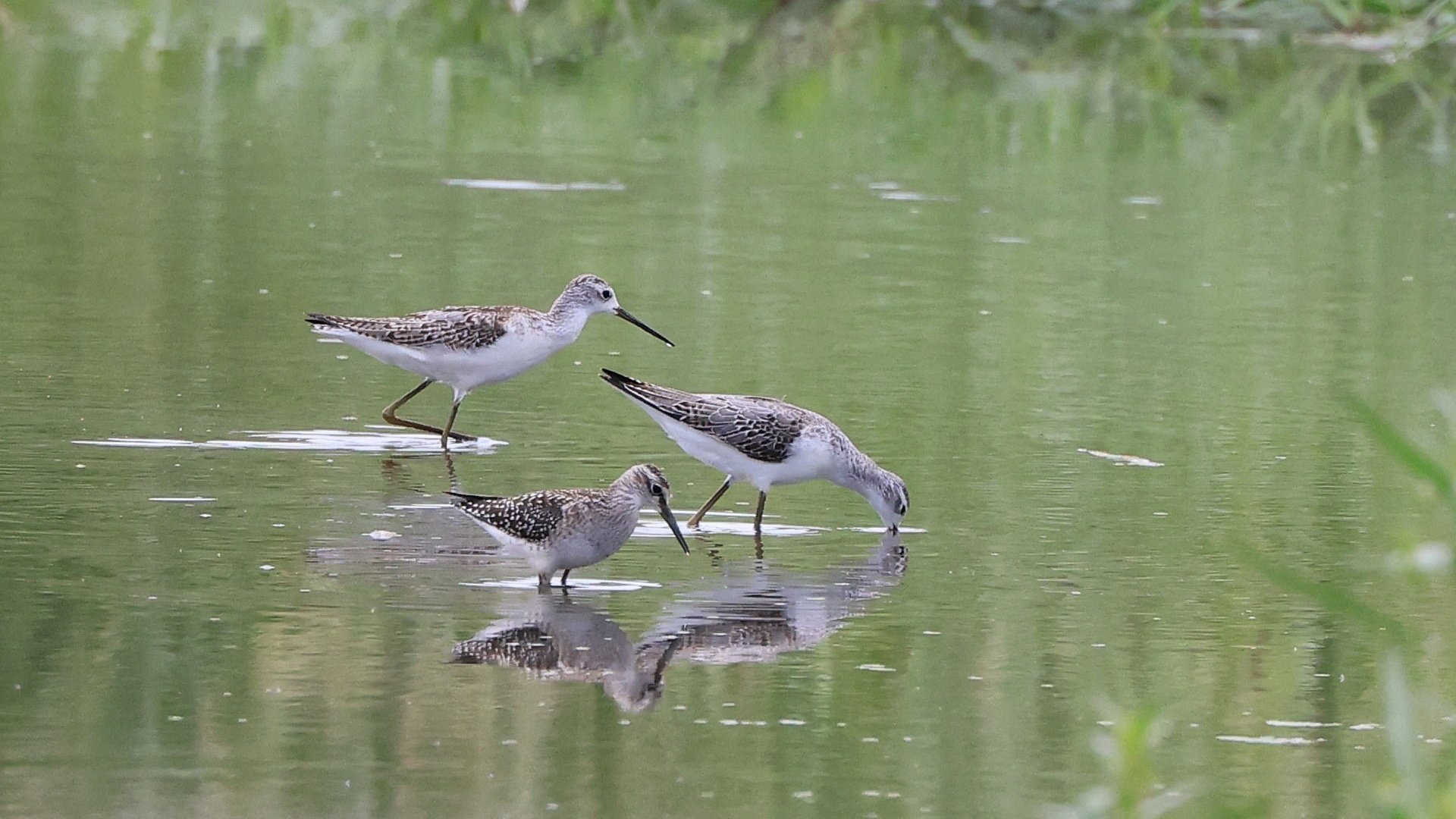 コアオアシシギ 神戸の野鳥note きたの みつよし Note コアオアシシギ 神戸の野鳥note きたの みつよし Note