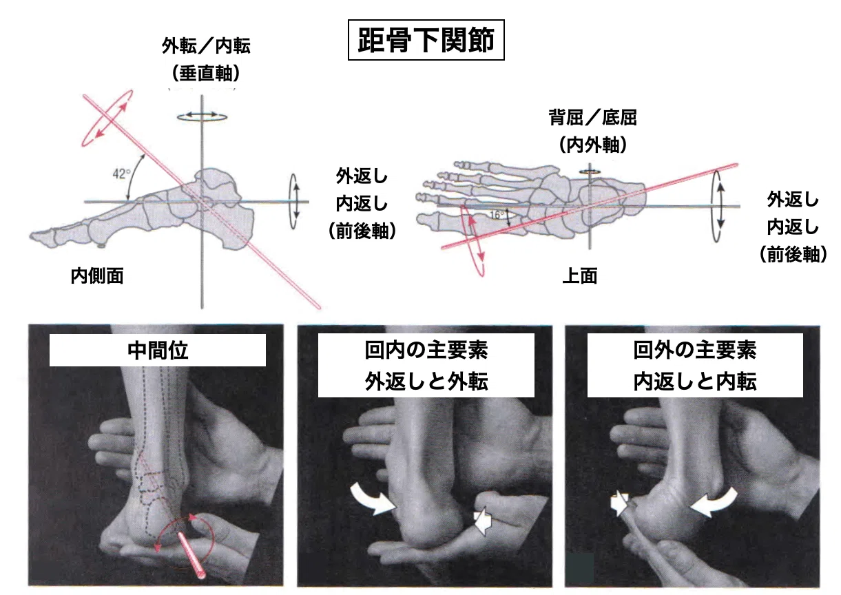 足部関節と距腿関節の違いは何ですか? _ 距腿関節の運動軸は膝軸に対して内捻 – DOBR