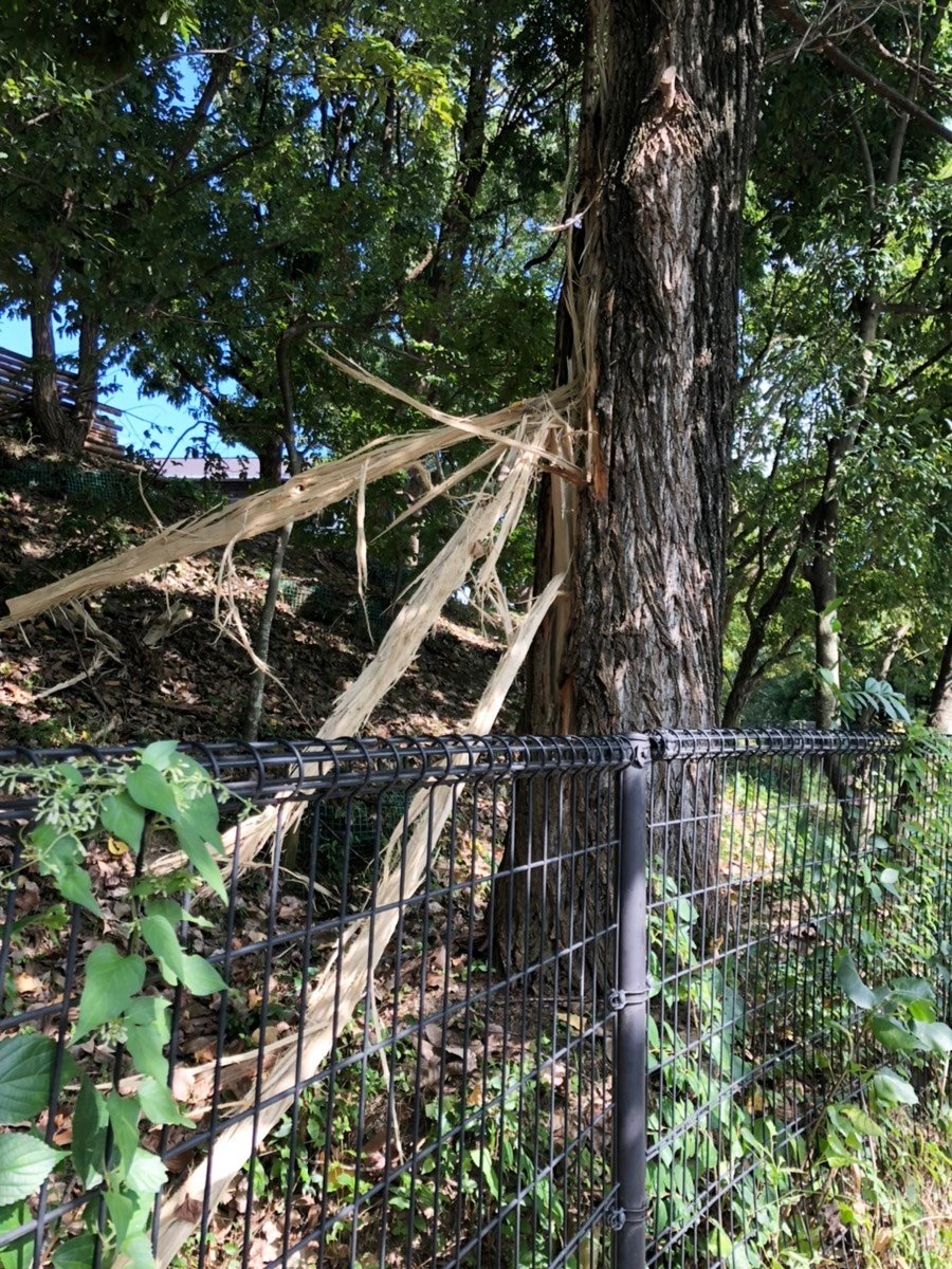 あの木に雷が落ちました｜太陽