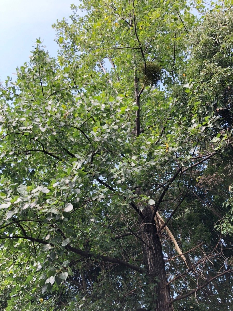 あの木に雷が落ちました｜太陽