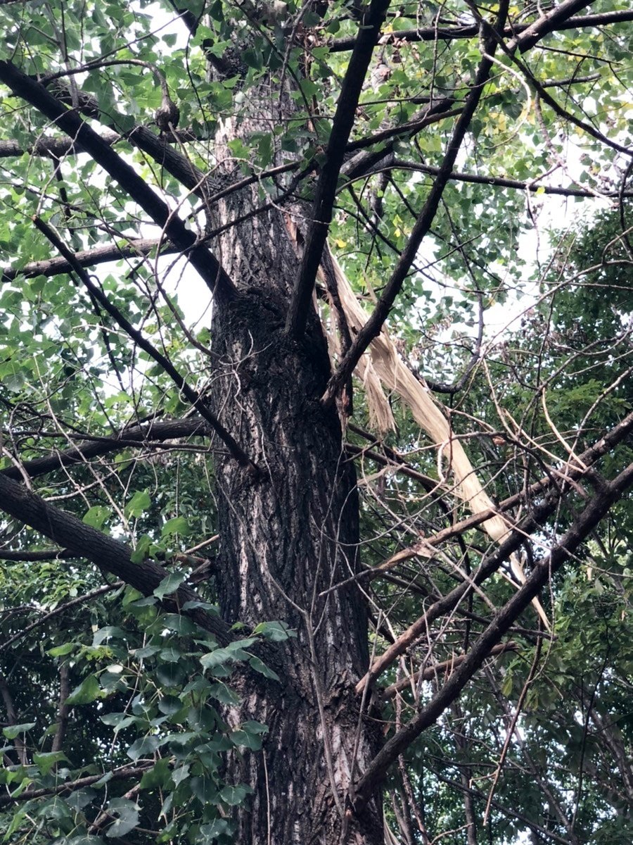 あの木に雷が落ちました｜太陽