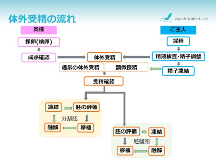テーマ「分割胚・胚盤胞」|みなとみらい夢クリニック
