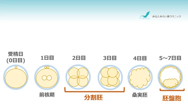 テーマ「分割胚・胚盤胞」|みなとみらい夢クリニック