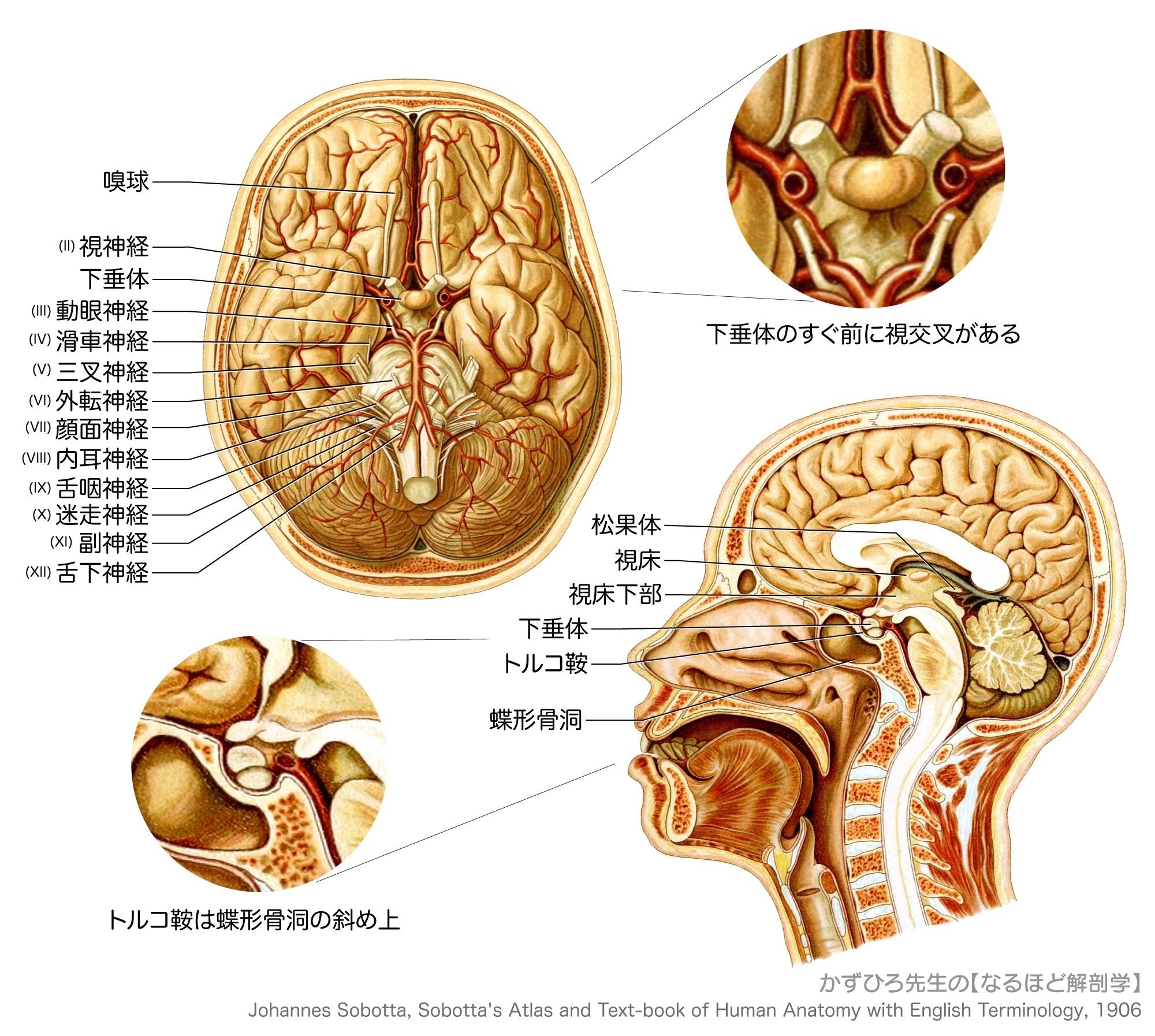 下垂体前葉の細胞学 生活環と分泌環との相関/理工学社/吉村不二夫（単行本） 朝倉書店『内科学』（第12版）デジタル付録